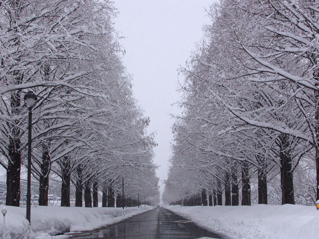 冬のメタセコイヤの並木道