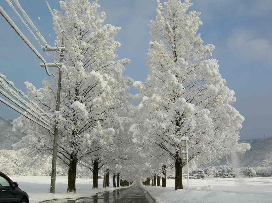 冬のメタセコイアの並木道