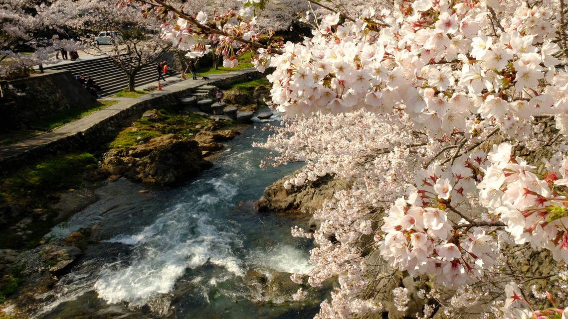 長門湯本温泉の桜