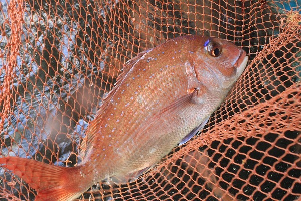 Wakashio (Awajishima) Image 5, Kobe, Japan