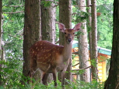 シカさん
