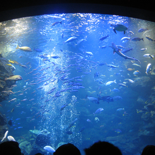 【京都水族館】「水と共につながる、いのち。」をコンセプトに人気の水族館。