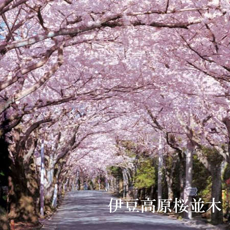 伊豆高原桜