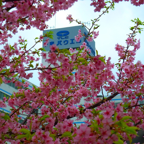 ホテル外観春には当館の前も桜が満開になります