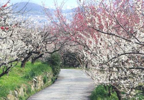 一目２万本の綾部山梅林