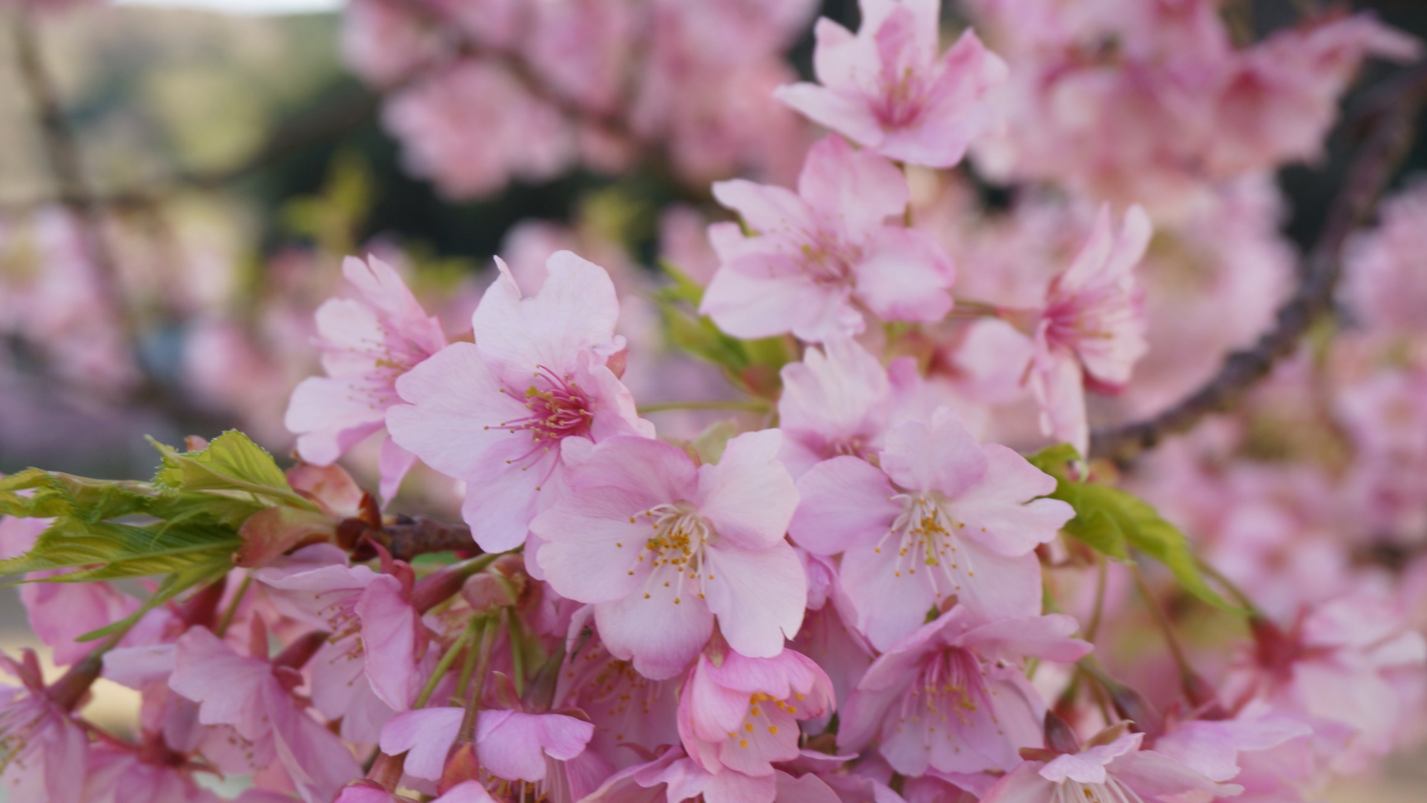 2月〜3月河津桜まつり