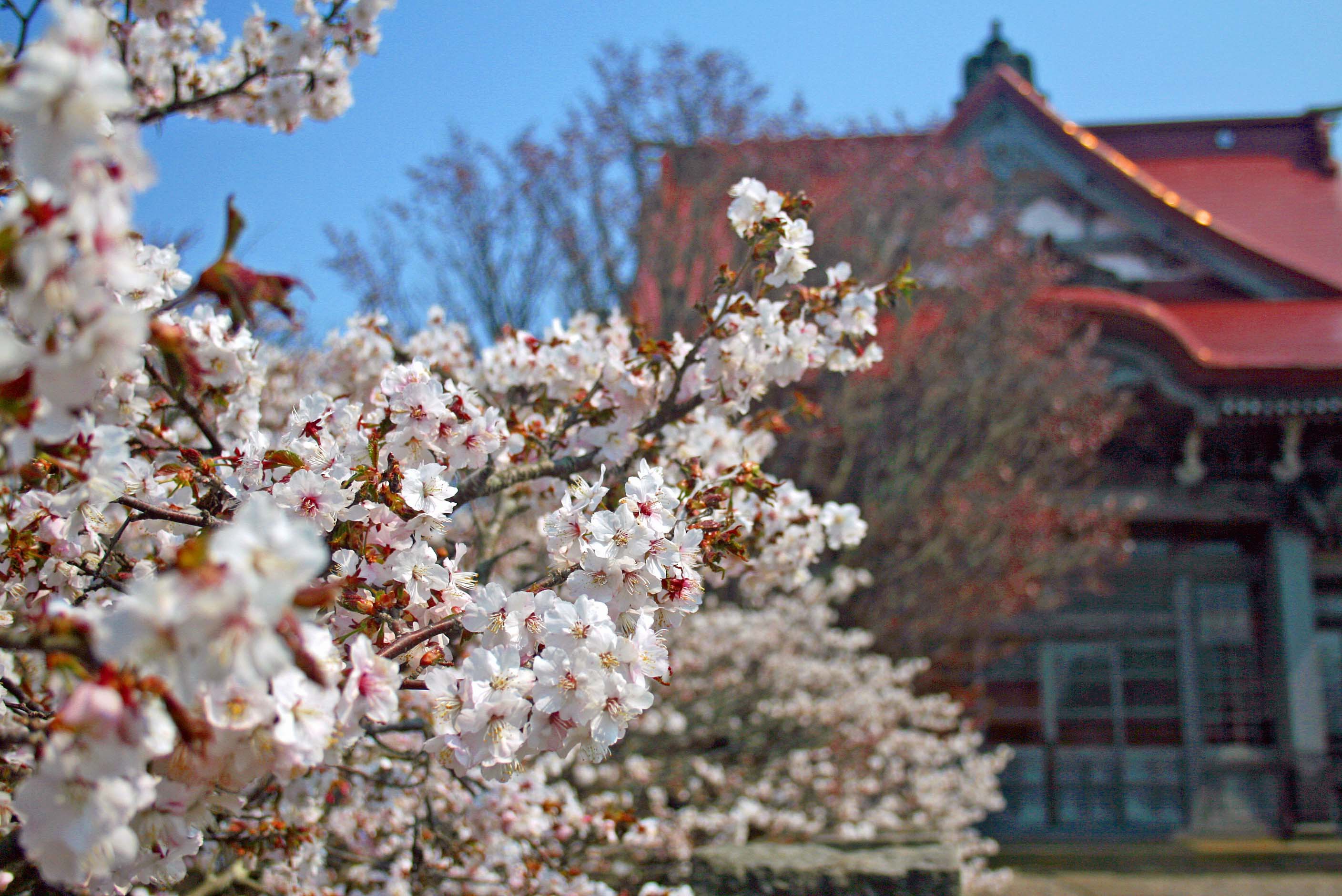 清隆寺の千島桜