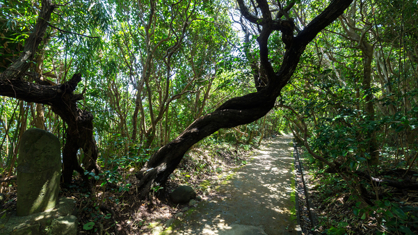 【足摺岬展望台】[足摺岬遊歩道] 