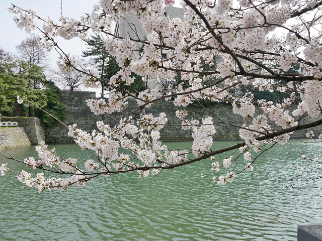 お堀の桜