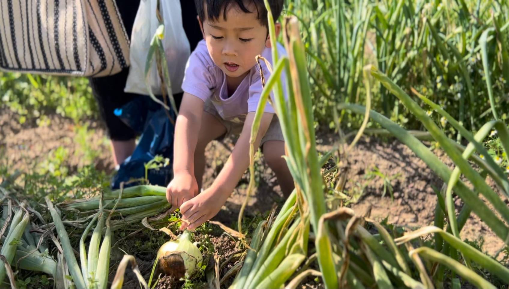 ＜季節の楽しみ＞玉ねぎ収穫体験