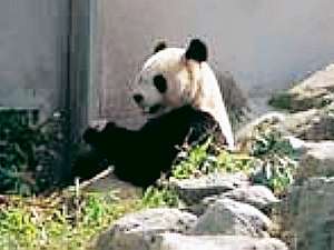 Shirahama Onsen National Lodging Hotel Shirahama Image 2, Shirahama, Japan