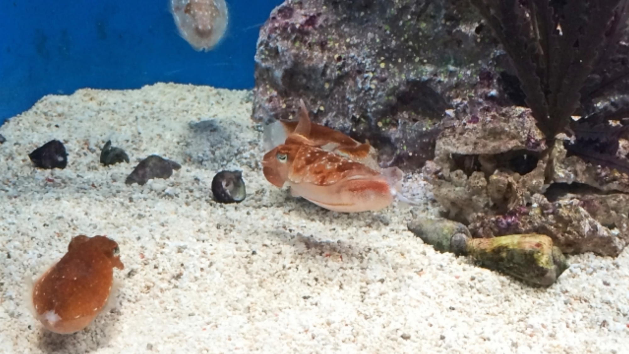 周辺観光サンシャイン水族館（徒歩で20分）