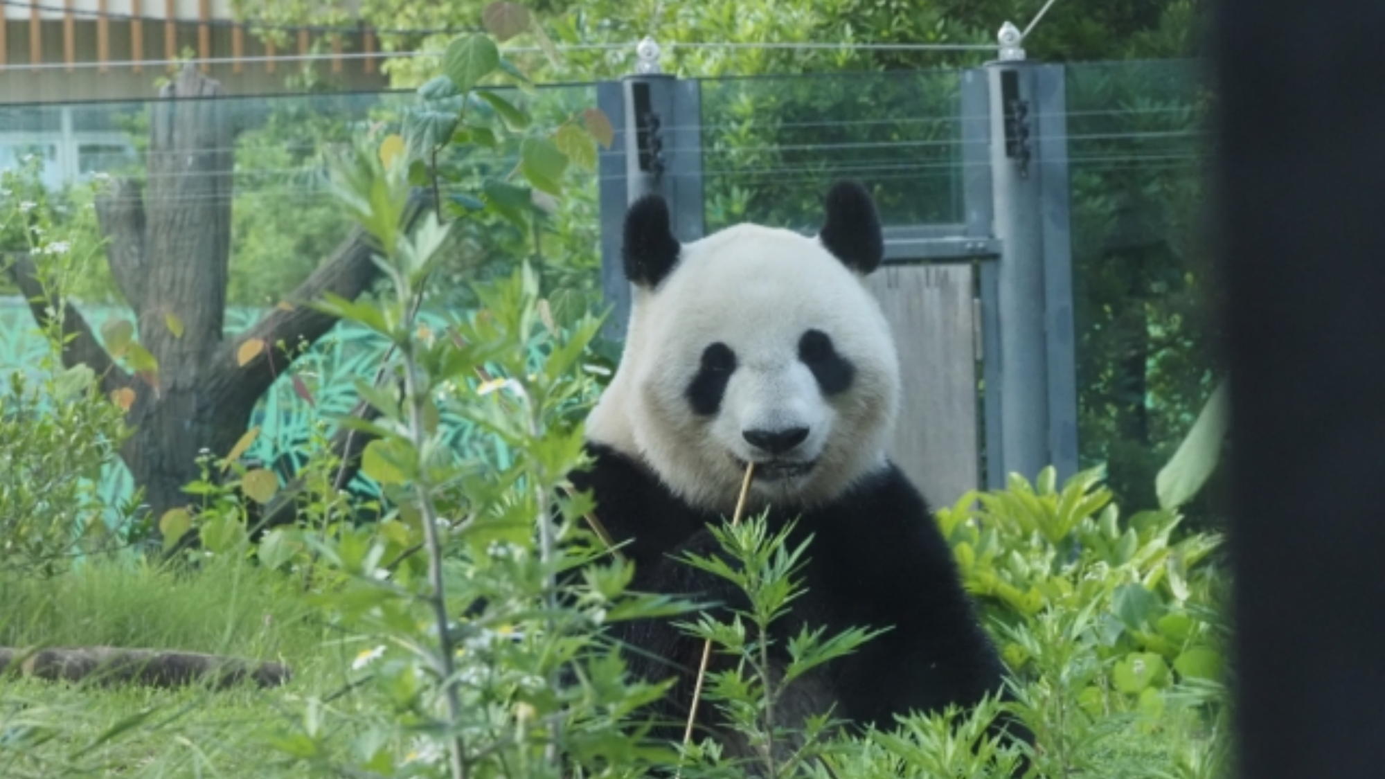 周辺観光上野動物公園（公共交通機関で約30分）