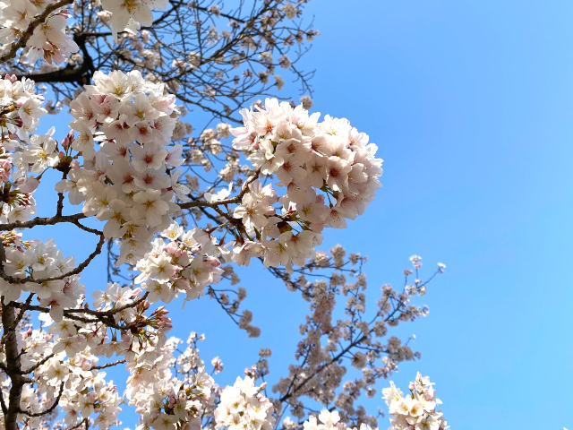 伊香保の桜（さくら）　お花見名所ご紹介プラン！
