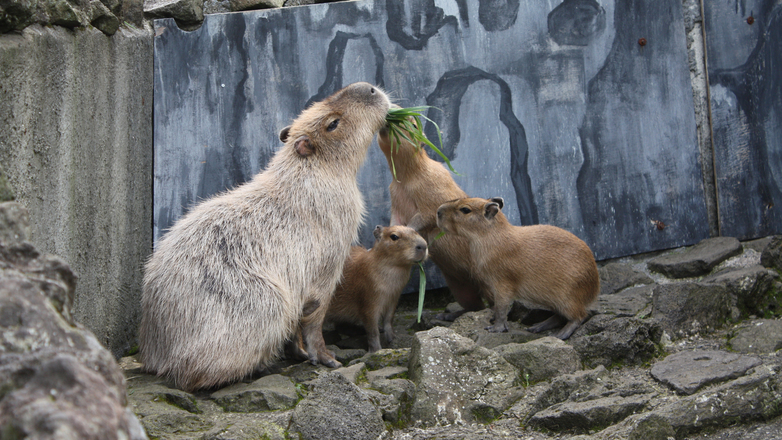 伊豆シャボテン動物公園