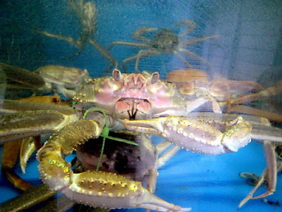 宿のいけす（香住松葉ガニ）