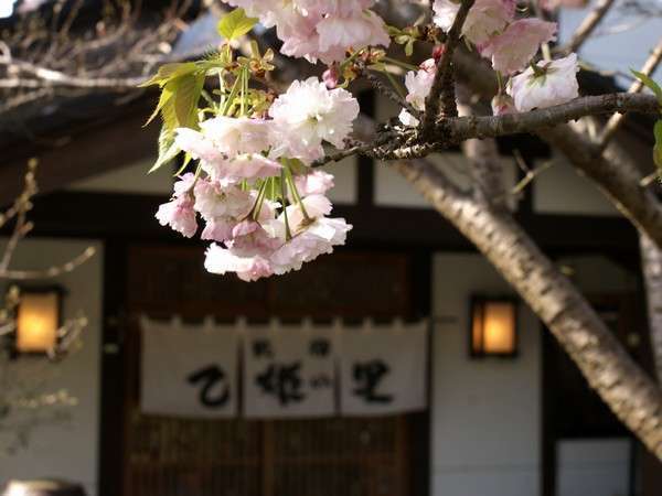 【外観】玄関前の桜／例