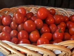畑で採れたトマト「アイコ」