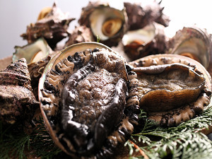 美味しそうなアワビ