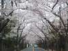 宿から徒歩約１０分、桜並木の桜のトンネルです！