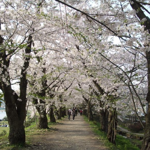 角館の桜