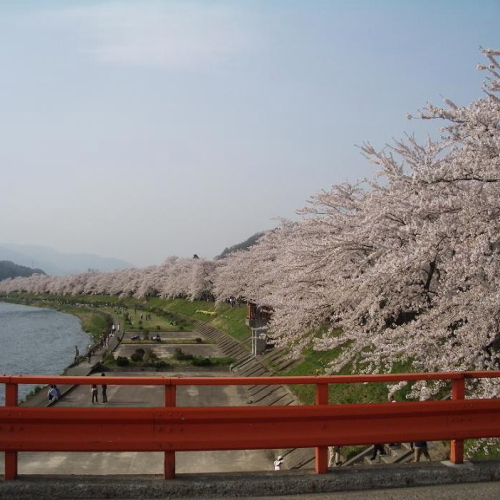 角館の桜