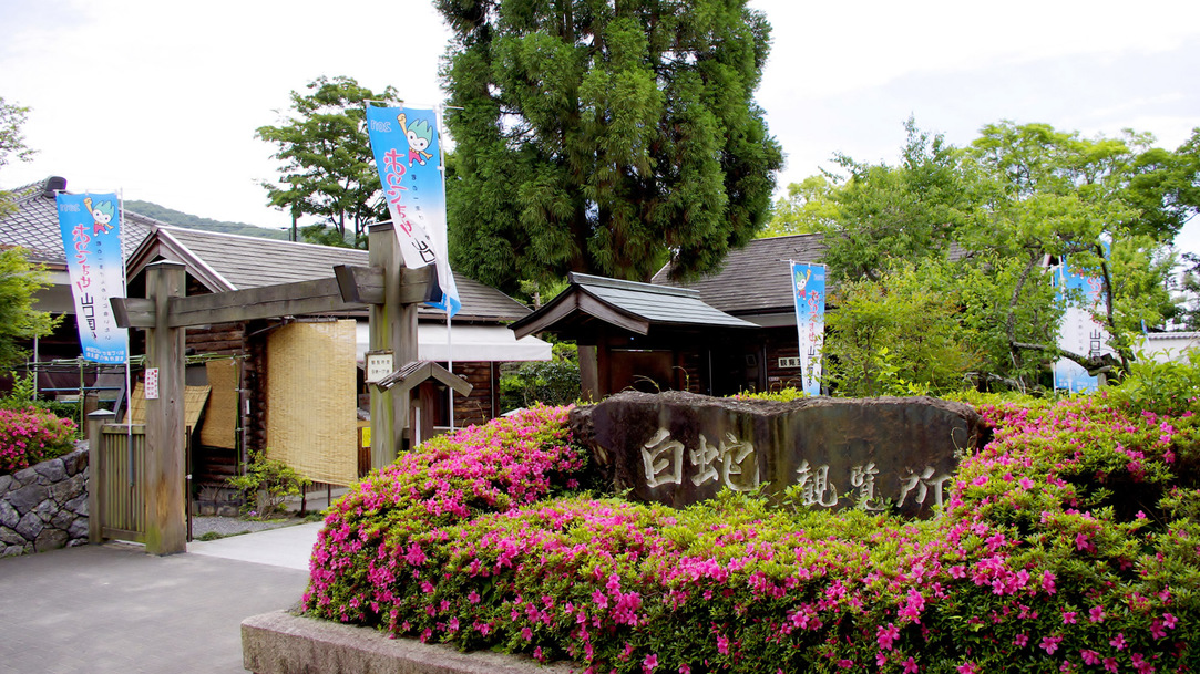 *【白蛇観覧所】天然記念物「岩国のシロヘビ」岩国市の一部地域にだけに生息する世界的にも珍しい蛇です。