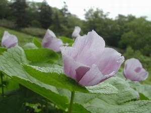 網張スキー場に咲いているシラネアオイ