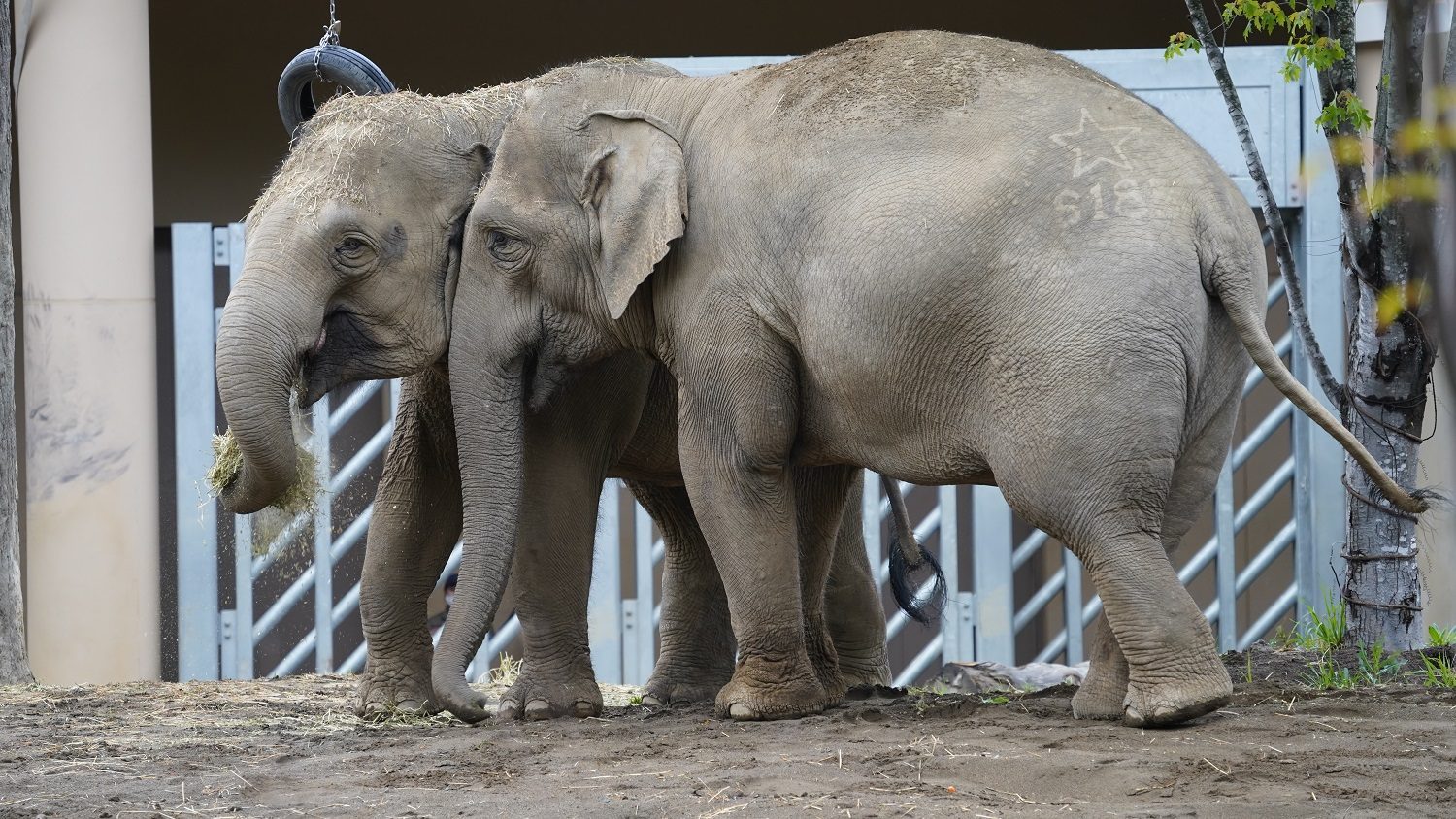 札幌市円山動物園入園券つき宿泊プラン(素泊り)