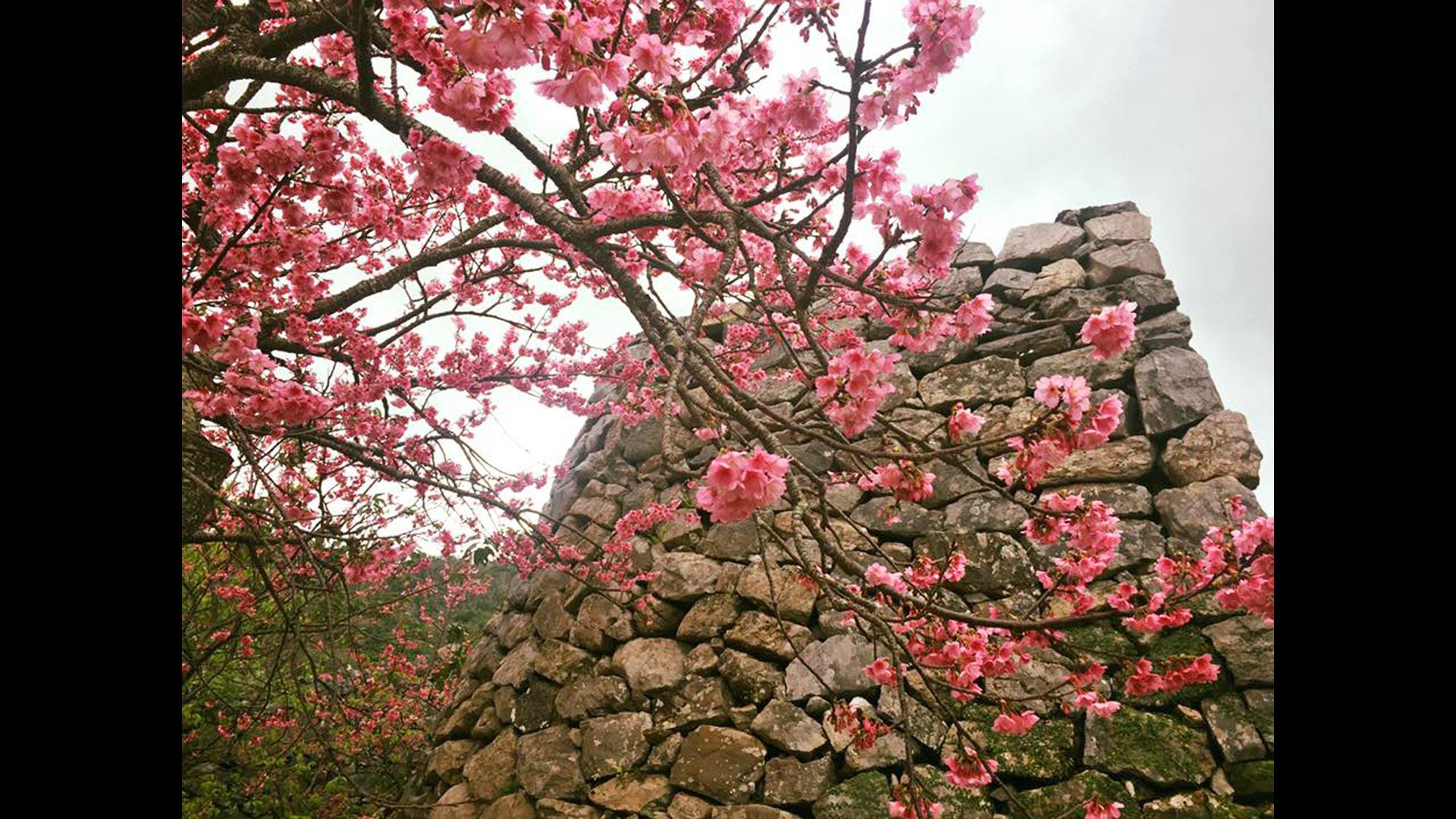 緋寒桜が咲く春の今帰仁城跡