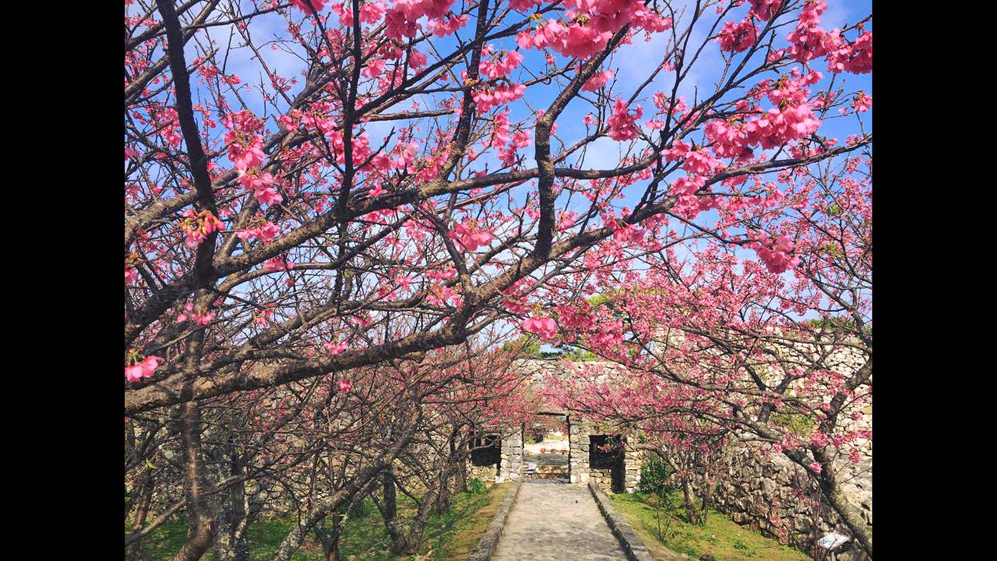 緋寒桜が咲く春の今帰仁城跡