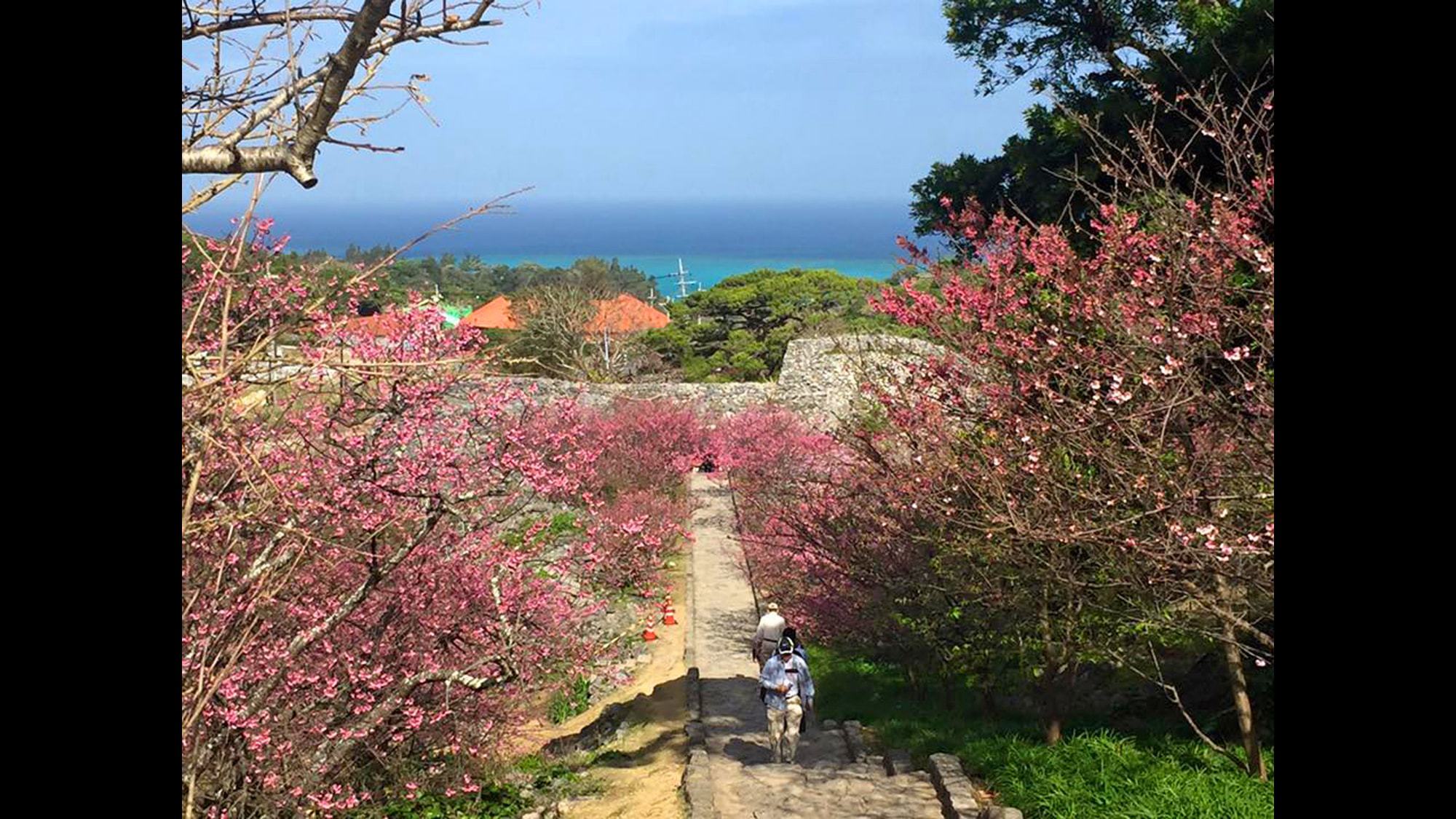 緋寒桜が咲く春の今帰仁城跡