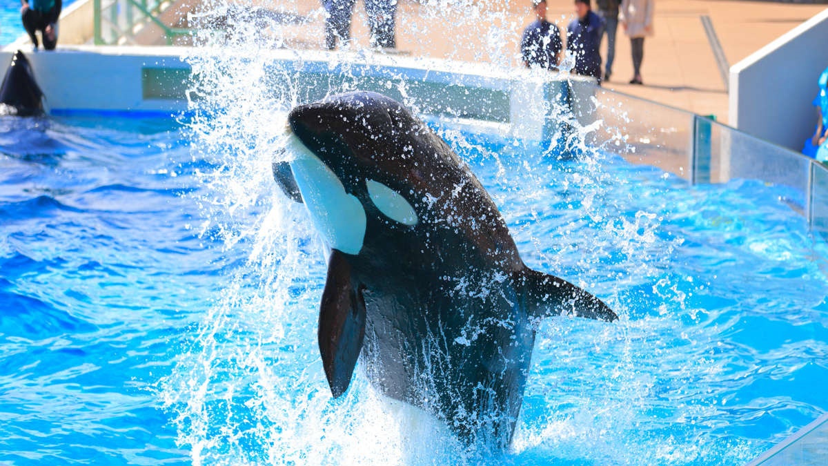 【鴨川シーワールド】オトクな入園券付きプランもあります！