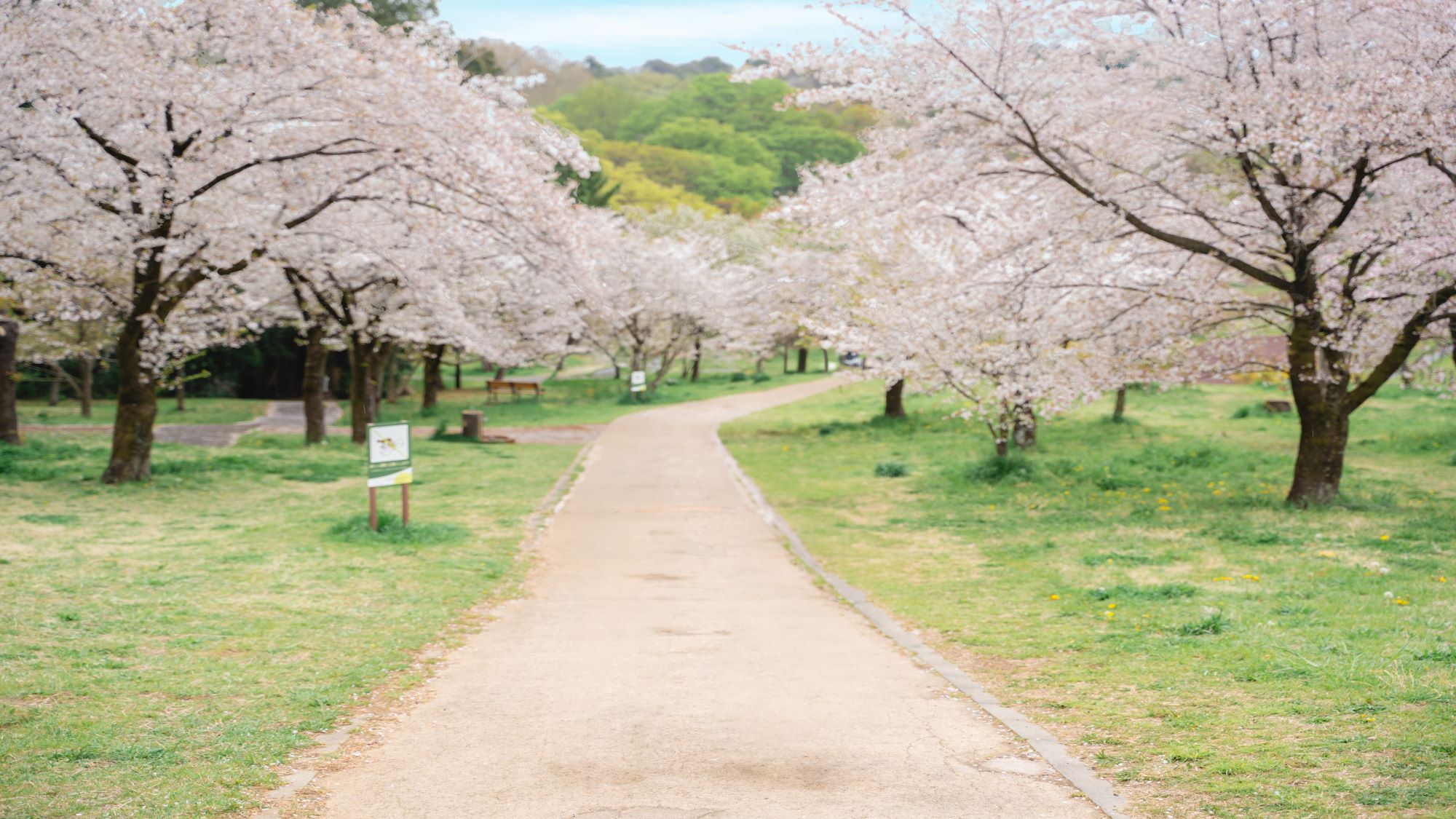 狭山公園の桜