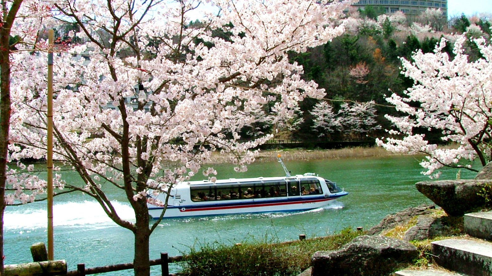 恵那峡は春になると桜が美しく咲きます