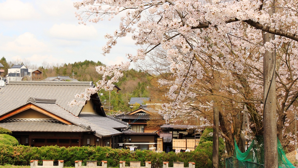 春になると宿の前には桜が鮮やかに咲き誇ります。 