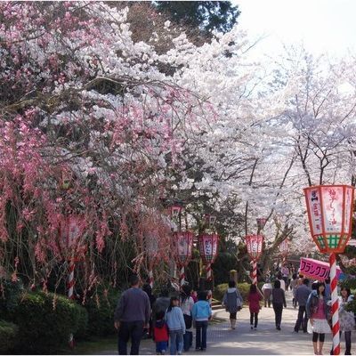 打吹公園の桜並木道（車で40分）