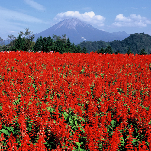 とっとり花回廊サルビア