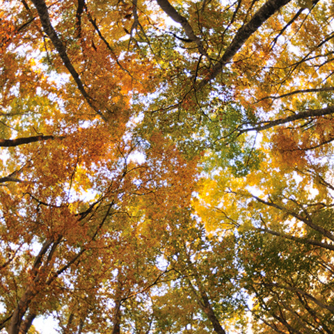 ブナ林の紅葉