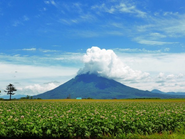 季節：夏のニセコ