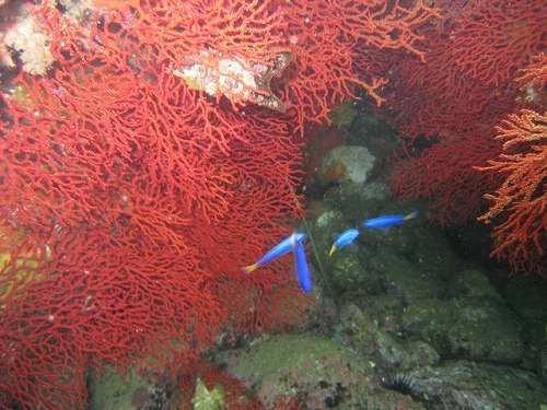 ダイビングもおすすめ