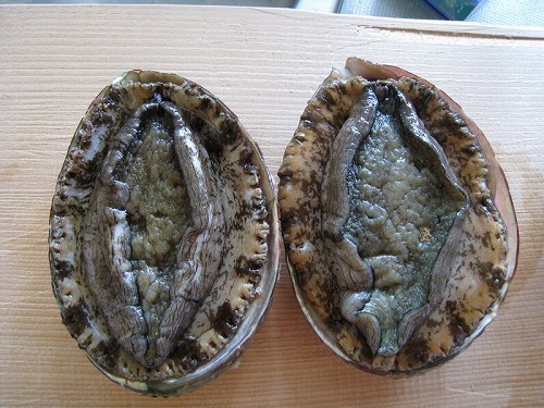 別注アワビ¥３１５０〜