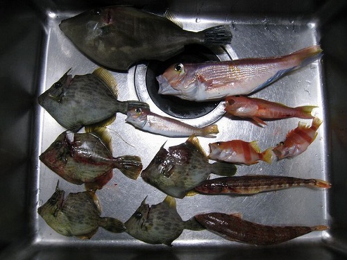 釣りもおすすめ