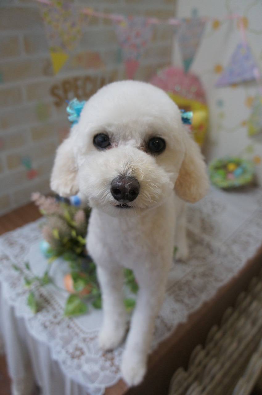 Asahiso (Gifu) Image 2, Tajimi, Japan