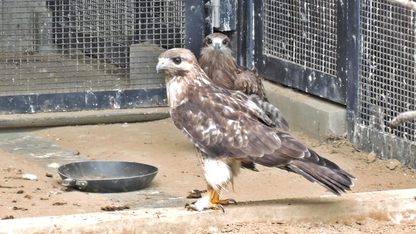 *東京都立大島公園 動物園／オジロワシ。約15種類の鳥がのびのびと暮らしています。