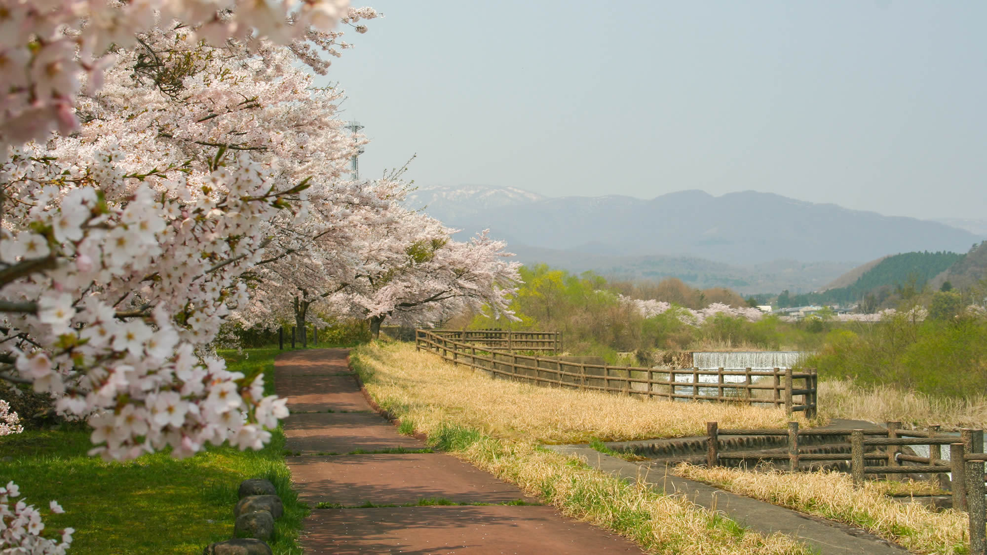 桜並木