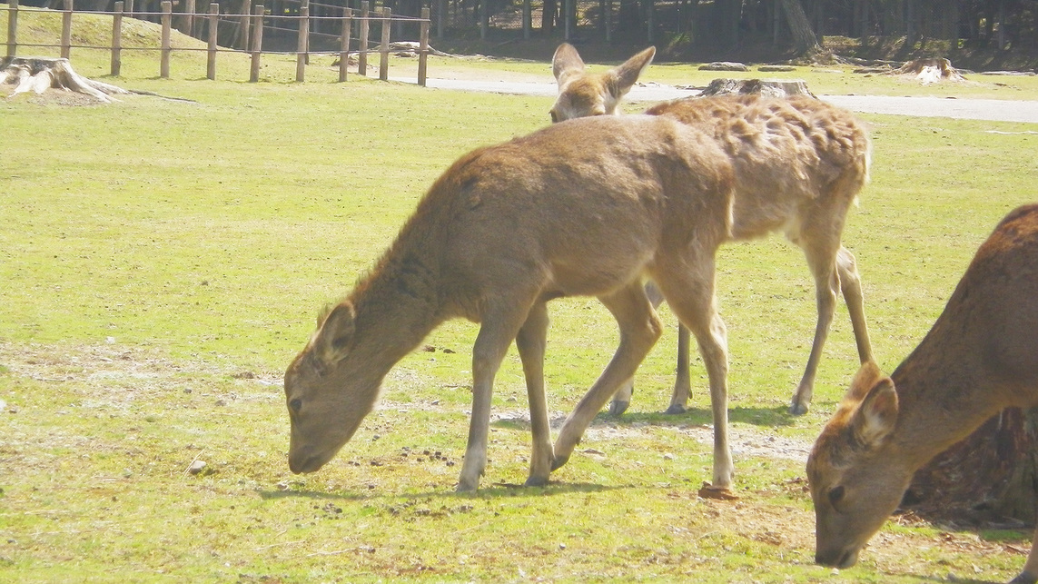 *奈良公園、東大寺、興福寺、春日大社まで車で約20分