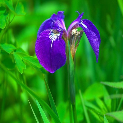 【ベニヤ原生花園にてアヤメ】