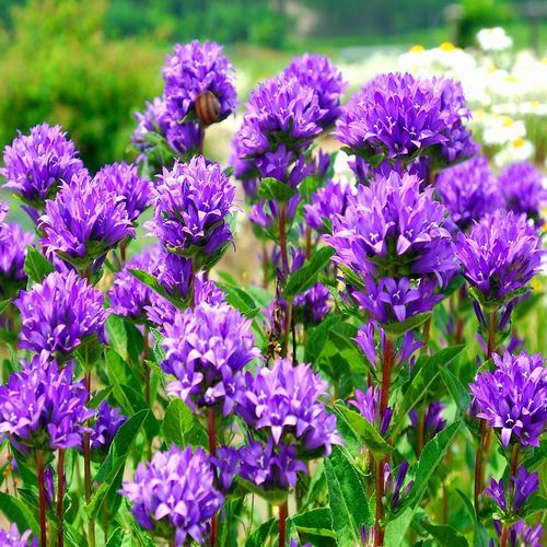 【キトウシクラフト街道沿いの花園】