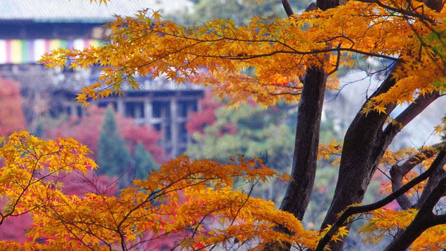 *【奈良・長谷寺の本道】紅葉は10月中旬〜12月上旬までとなり、11月はもみじ茶会も！